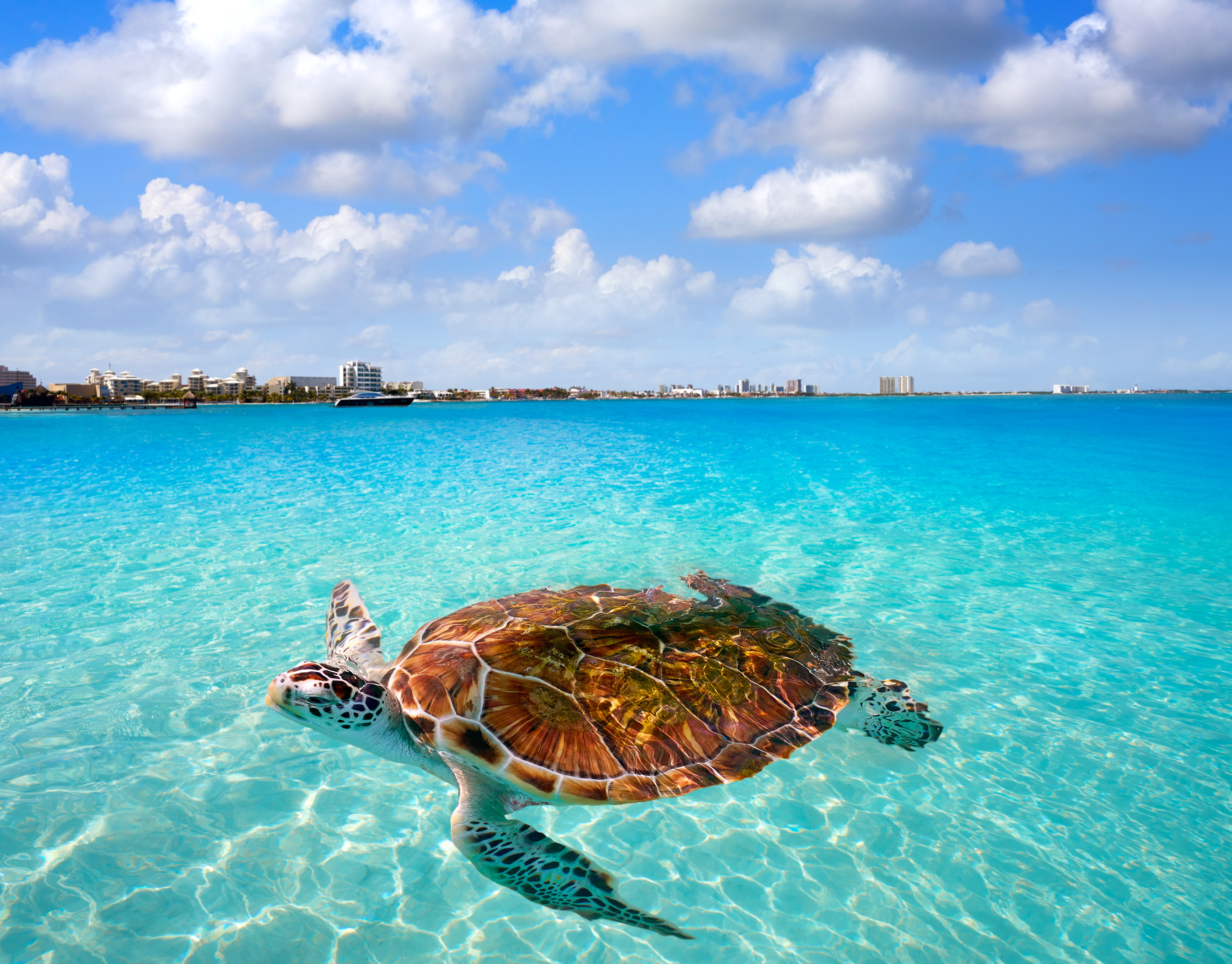 Cancun Beach Turtle Photomount in Mexico